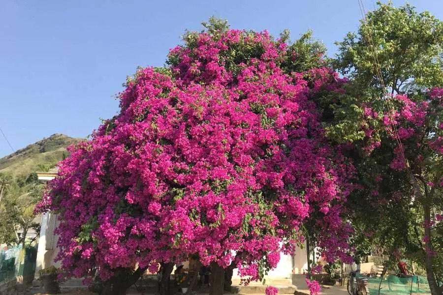 Cây hoa giấy rực rỡ, tạo bóng mát và cảnh quan thu hút cho khu vực cổng nhà