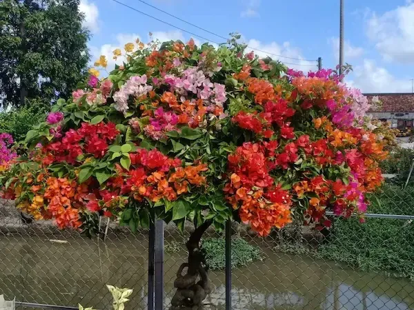 cây hoa giấy với màu hồng rực rỡ