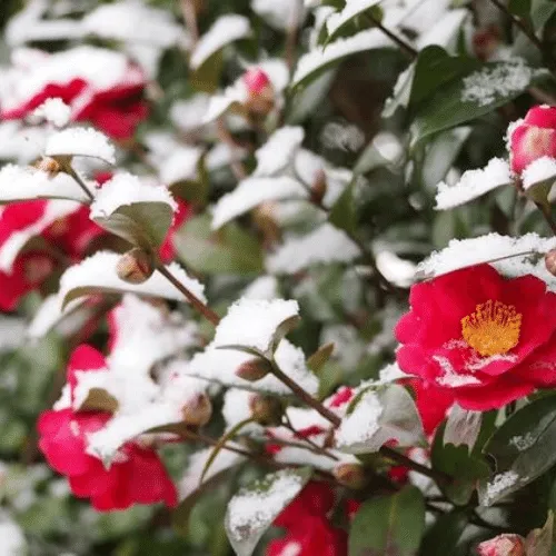 Cây hoa hải đường phát triển xanh tốt, nở hoa đẹp mắt