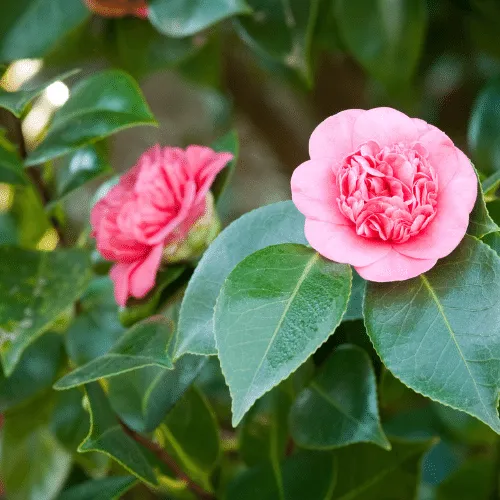 Cây hoa hải đường trưởng thành với thế đẹp, cần chú ý kỹ thuật tỉa cành và chăm sóc