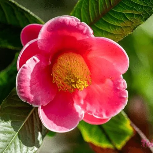 Cây hoa hải đường với sắc đỏ rực rỡ, biểu tượng của sự may mắn và tài lộc