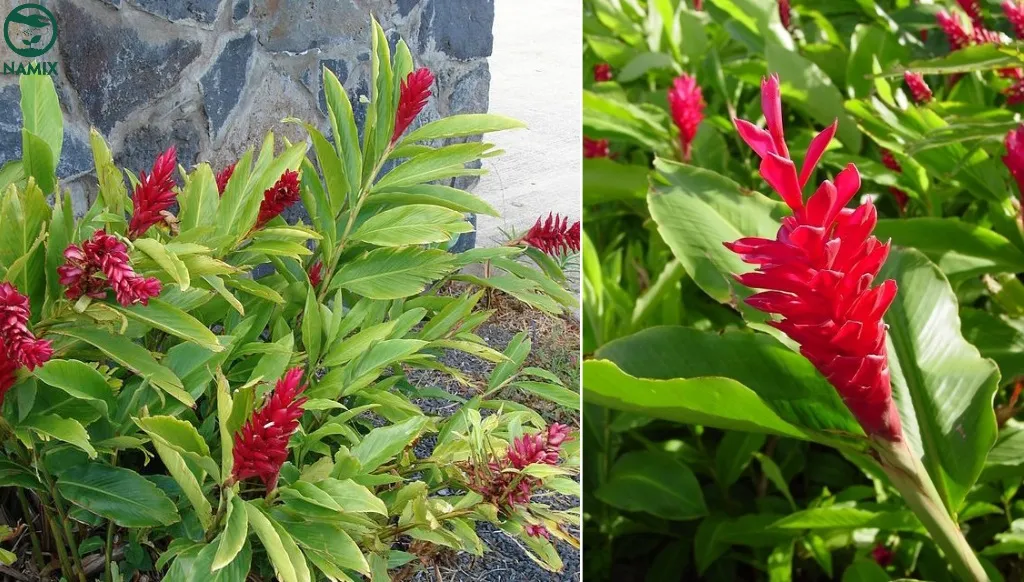 Cây hoa hạnh phúc với các bông hoa đỏ tươi rực rỡ và lá xanh đậm, thể hiện vẻ đẹp thu hút