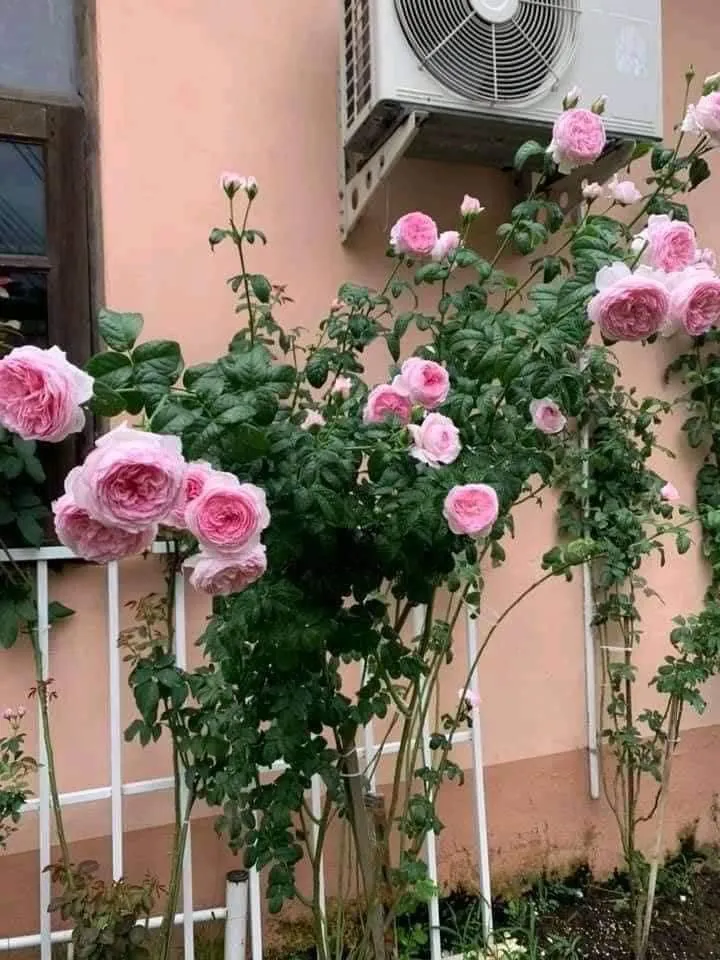 Cây hoa hồng Mon Coeur đang được sang chậu cẩn thận để tránh làm động rễ