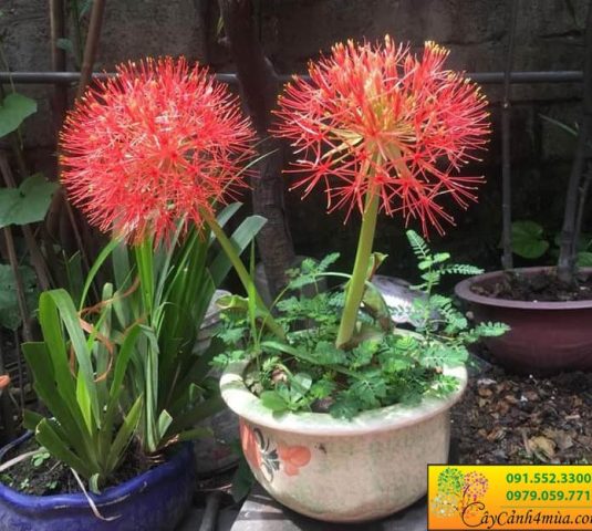 Cách Trồng Hoa Tú Cầu: Kỹ Thuật Toàn Diện Cho Người Mới Bắt Đầu