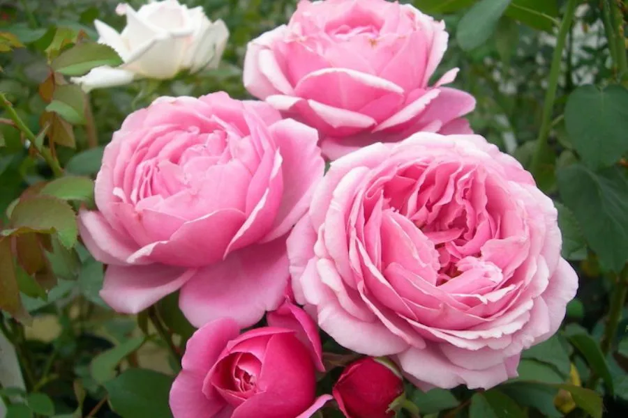 Cây hoa hồng ưa nắng tuy nhiên khi trồng vào những nơi nhiều nắng cần tưới thường xuyên và kiểm soát độ ẩm