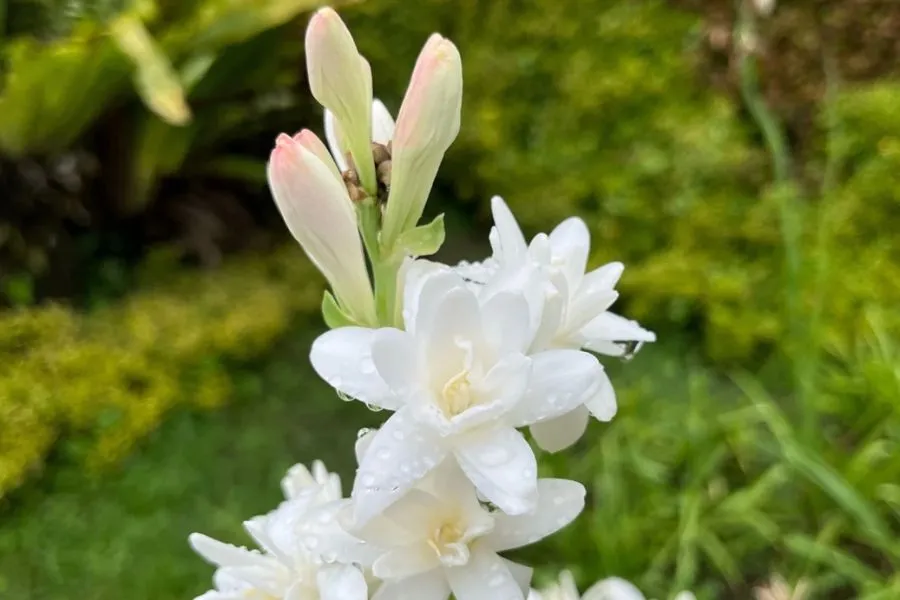 Cây hoa huệ trồng trong chậu dễ chăm sóc và di chuyển vào mùa đông ở vùng khí hậu lạnh.