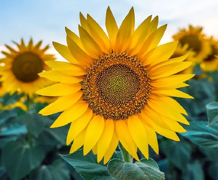 Cây hoa hướng dương biểu tượng của sức sống mãnh liệt