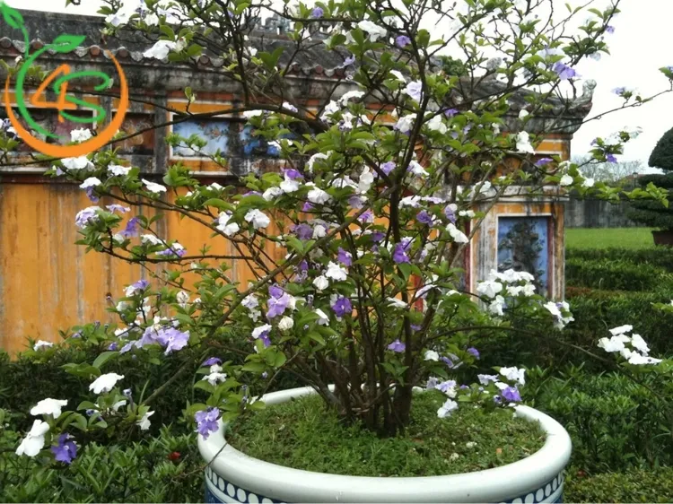 Cây hoa lài nhật mang ý nghĩa phong thủy tốt lành, tượng trưng cho tình yêu và sự thịnh vượng