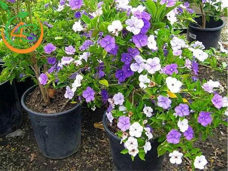 Cây hoa lài nhật thân gỗ nhỏ, đặc trưng với tán lá xanh thon dài và hoa tím trắng