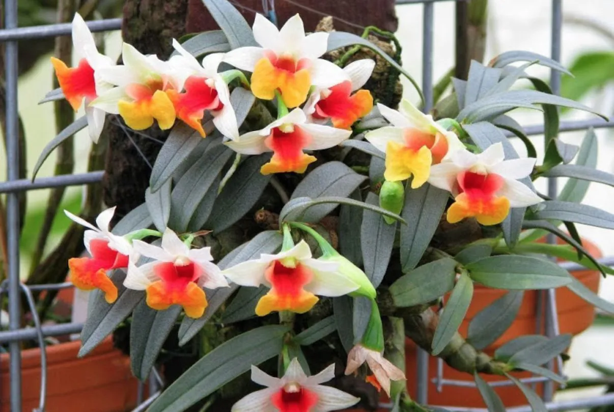 Cây hoa lan rừng đang nở rộ, minh họa cho cách chăm hoa lan rừng hiệu quả