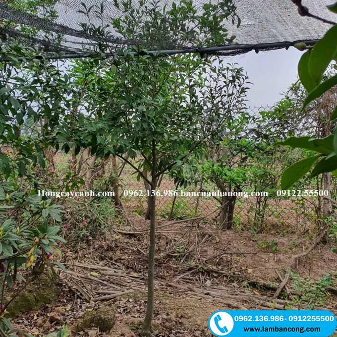 Cây hoa Lan Tiêu loại lớn đang ra hoa, thể hiện vẻ đẹp của hoa màu trắng ngà và hương thơm nồng nàn, kết quả của việc chăm sóc hoa lan tiêu đúng cách.