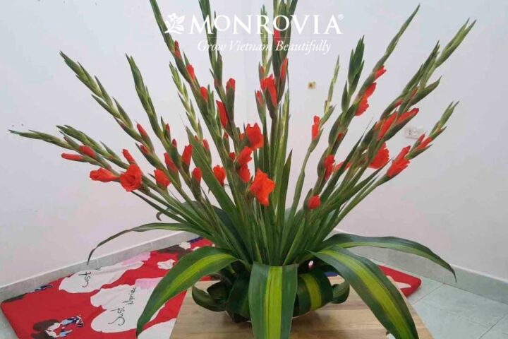 Kỹ Thuật Chi Tiết: Cách Trồng Hoa Lay Ơn Trong Chậu Đón Tết Rực Rỡ