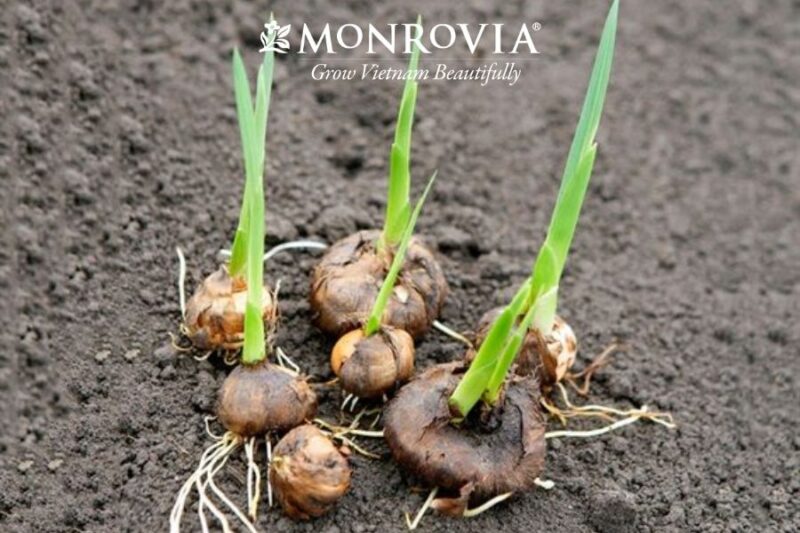 Cách Trồng Hoa Lay Ơn Bằng Củ Đúng Kỹ Thuật Cho Năng Suất Cao Nhất