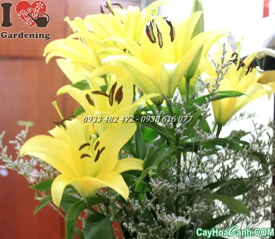 Cây hoa ly đang được trồng thành luống trong khu vực canh tác