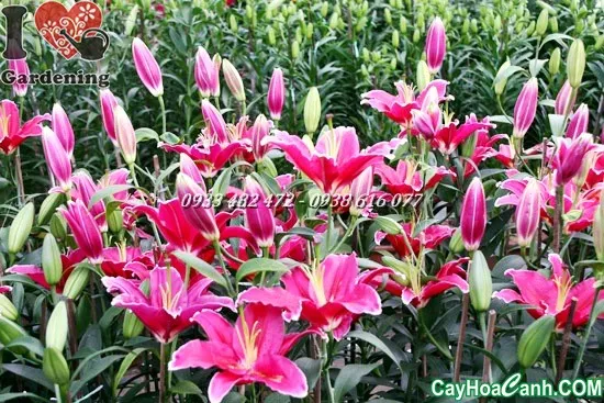 Cây hoa ly đang phát triển tốt trong chậu trồng