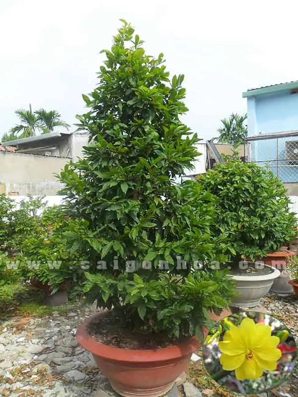 Cây hoa mai được dùng để trang trí mặt tiền tòa nhà, tạo không gian xanh và không khí Tết