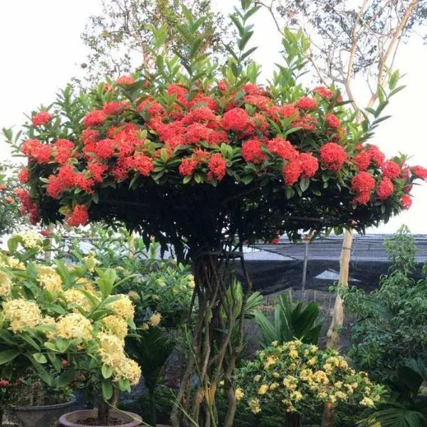 Cây hoa mẫu đơn đỏ được chăm sóc đúng cách sẽ ra hoa nhiều, kích thích quá trình cắt tỉa