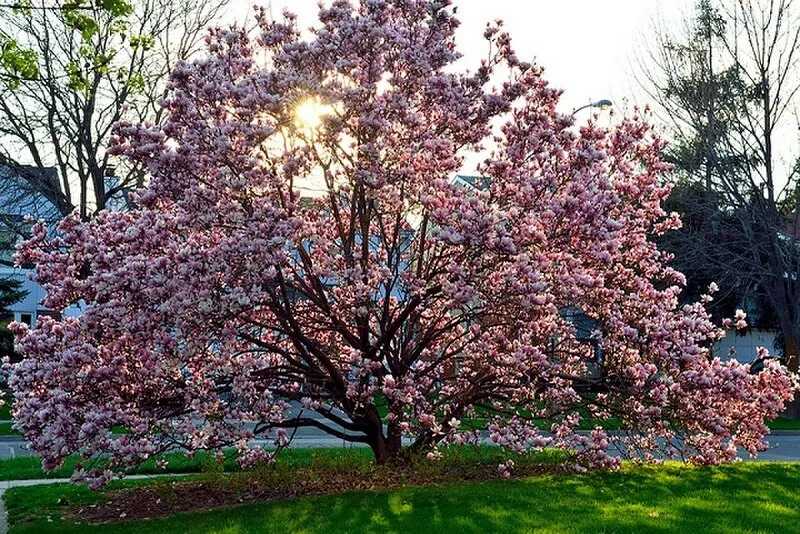 Cây hoa mộc lan với những bông hoa màu trắng kiều diễm