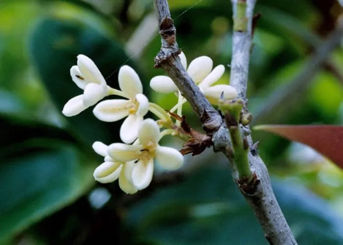 Cây hoa mộc thân gỗ, vỏ nâu nhạt, cách chăm sóc cây hoa mộc chi tiết