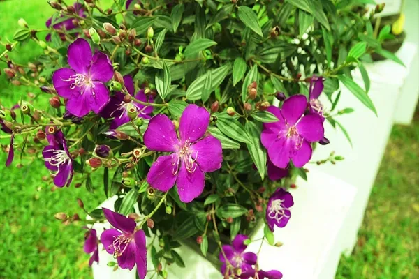 Cây hoa Mua được trồng ở những nơi có nhiều ánh sáng