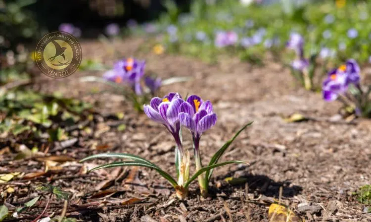 Cây hoa nghệ tây nở rộ, minh họa cho cách trồng hoa nghệ tây đạt chất lượng cao