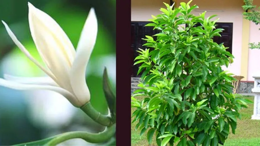 Cây hoa ngọc lan trưởng thành với tán lá xanh tốt, đang ra hoa trắng thơm ngát, phù hợp trồng trước nhà