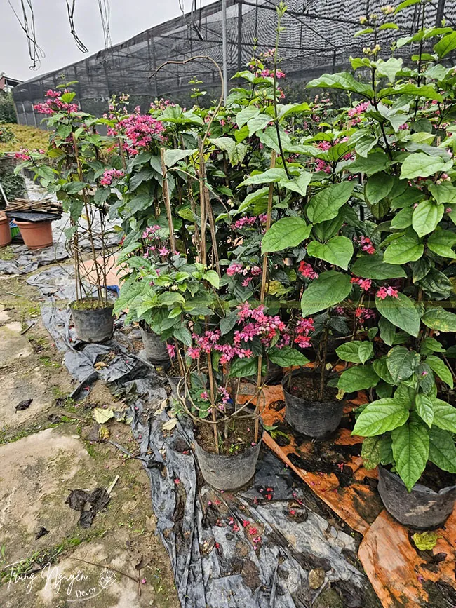 Cây hoa ngọc nữ được ưa chuộng trong trang trí không gian sống