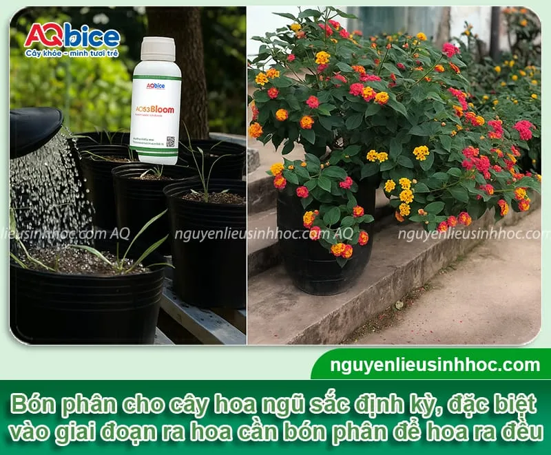 Cây hoa ngũ sắc muốn phát triển thuận lợi cần bón phân định kỳ theo từng giai đoạn sinh trưởng, là bước thiết yếu sau khi gieo hạt ngũ hoa