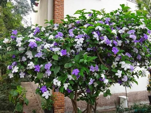 Cây hoa Nhài Nhật có thân gỗ nhỏ, thường cao từ 1-2 mét, thích hợp trồng làm cảnh