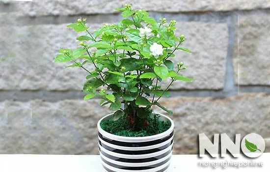 Cây hoa nhài ta trồng chậu