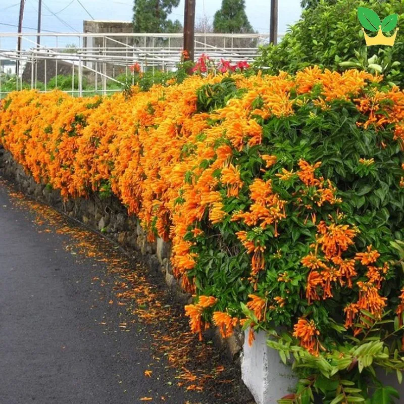 Cây hoa rạng đông đang leo giàn và ra hoa rực rỡ tạo không gian xanh mát