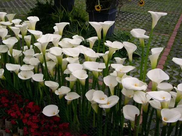 Cây hoa Rum đang được trồng trong chậu lớn ngoài trời, minh họa cho việc chăm sóc cây trong môi trường tự nhiên