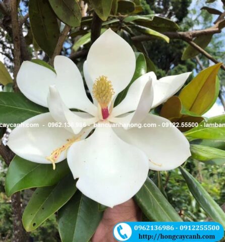 Cách Chăm Sóc Cây Sen Đất Ra Hoa Trắng Tinh Khiết Và Phát Triển Khỏe Mạnh