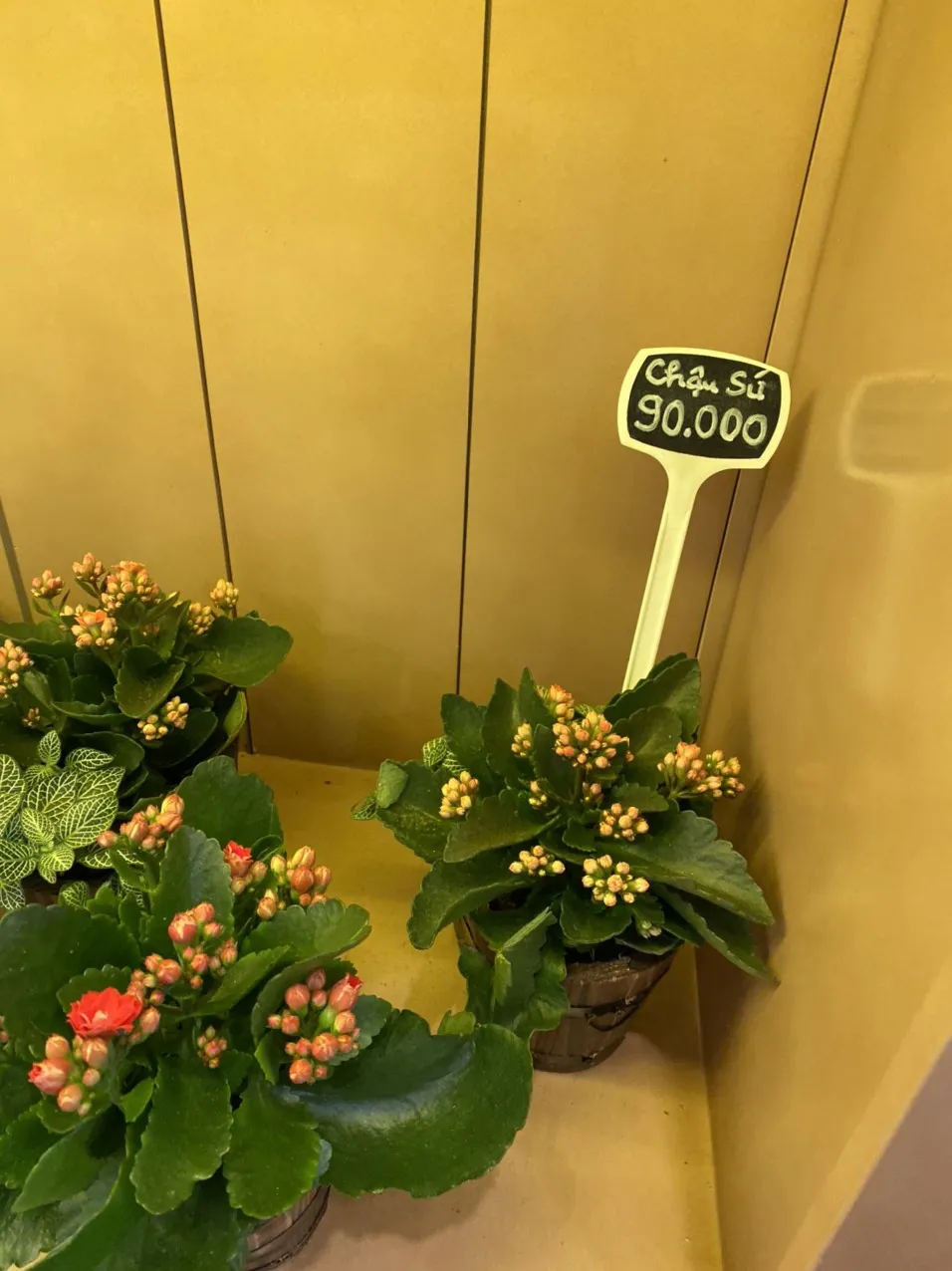 Cây hoa sống đời đang nở rộ với màu đỏ và cam rực rỡ