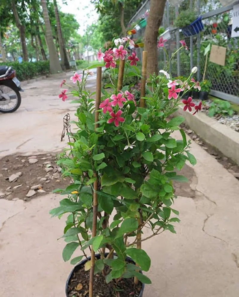 Cây Hoa Sử Quân Tử 5 800x996