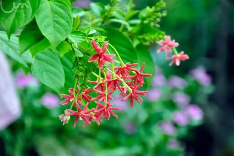 Cây Hoa Sử Quân Tử 6 800x532