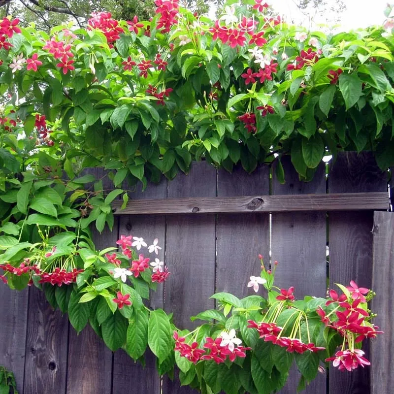 Cây Hoa Sử Quân Tử 7 800x800