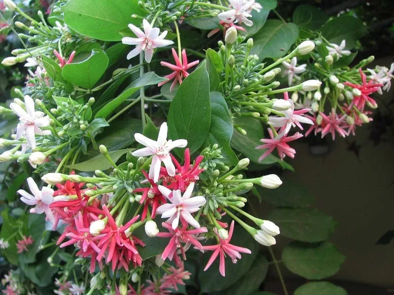 Cây Hoa Sử Quân Tử 800x600