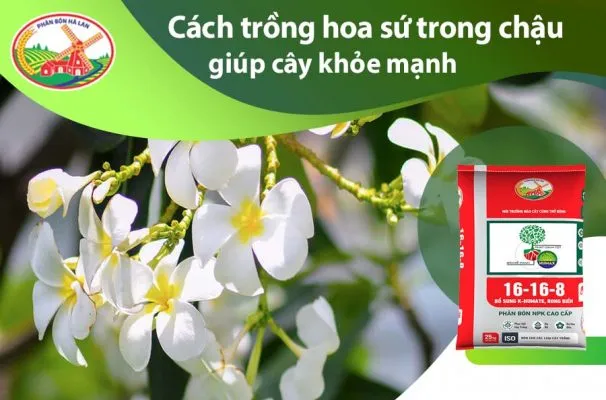 Cây hoa sứ trưởng thành đã được tạo hình và chăm sóc, minh họa cách trồng cây hoa sứ trong chậu hiệu quả.