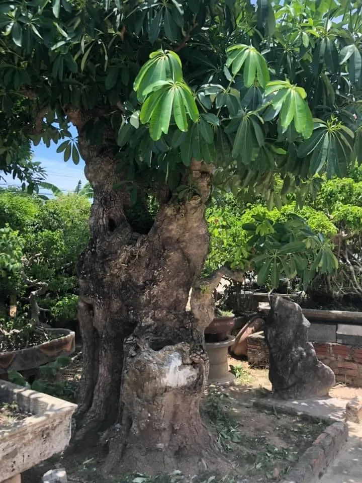 Cây Hoa Sữa có nhiều tác dụng dược lý trong y học cổ truyền