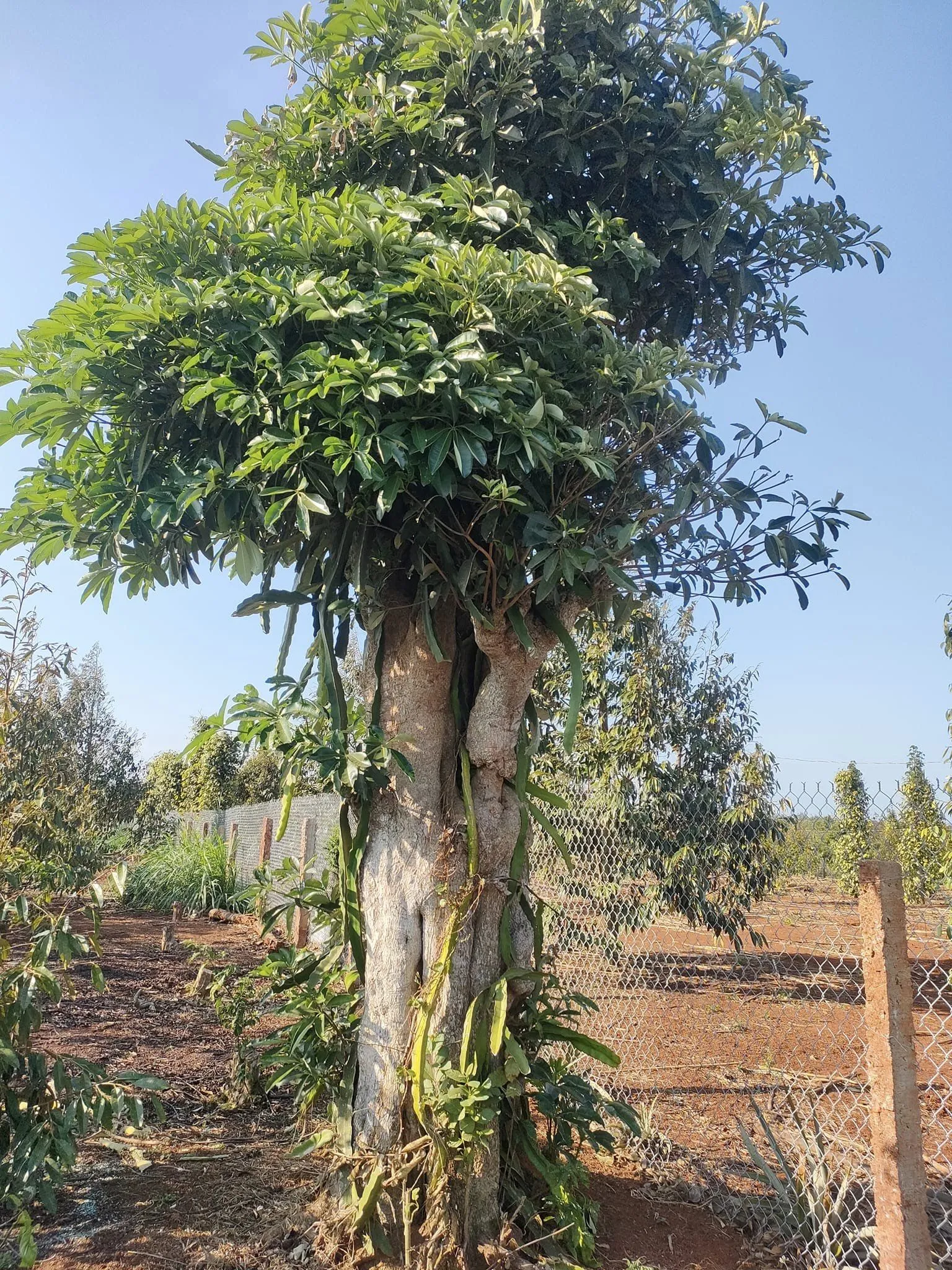 Cây Hoa Sữa là loài cây công trình có tán lá rộng và thân thẳng đứng