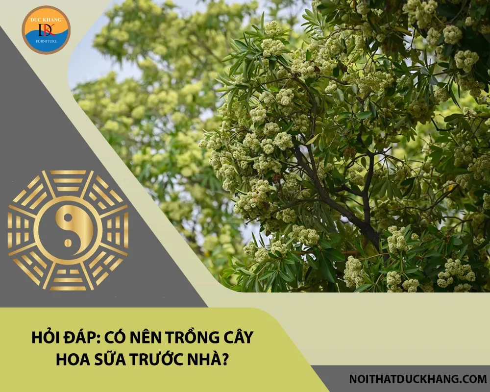 Cây hoa sữa trưởng thành trước nhà