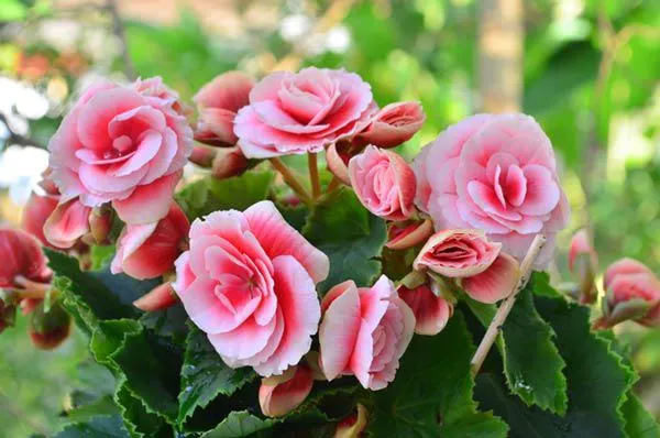 Cây hoa thu hải đường rực rỡ với lá xanh đậm và hoa màu hồng