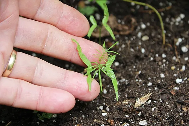 Cây hoa tóc tiên leo con khỏe mạnh sau khi nảy mầm, thể hiện bước đầu thành công trong việc trồng