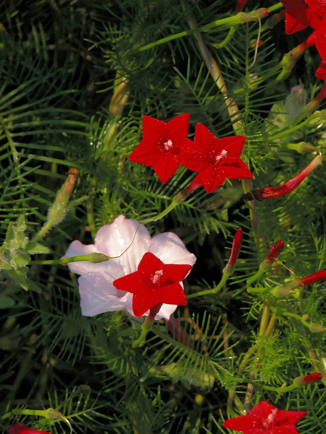 Cây hoa tóc tiên leo giống đỏ tươi khoe sắc rực rỡ trên giàn leo, cho thấy sự phát triển tối ưu