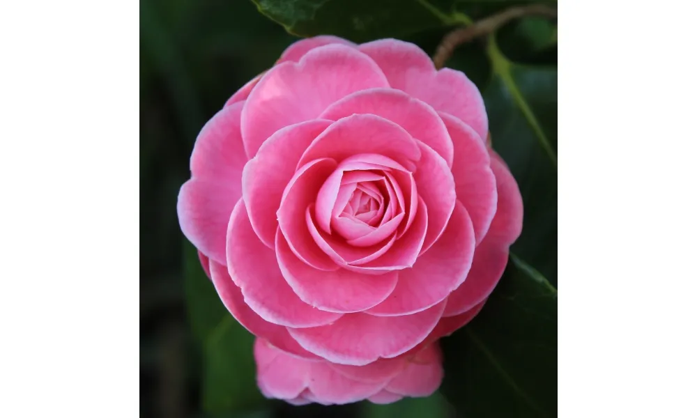 Cây hoa trà hồng với những cánh hoa mỏng manh, thể hiện sự nhung nhớ, chờ đợi và lời bày tỏ tình cảm chân thành