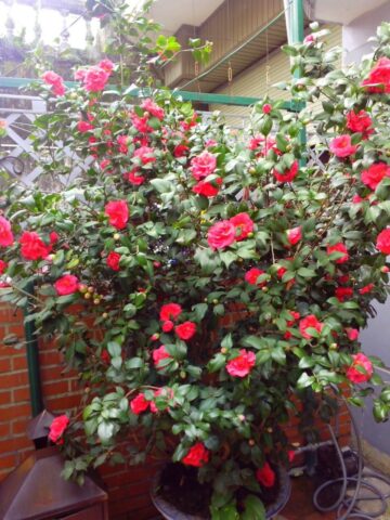 Cách Chăm Sóc Cây Hoa Trà My Đạt Chuẩn Chuyên Gia Và Kích Thích Ra Hoa Sai