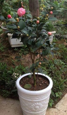 Cách Chăm Sóc Cây Hoa Trà My Đạt Chuẩn Chuyên Gia Và Kích Thích Ra Hoa Sai