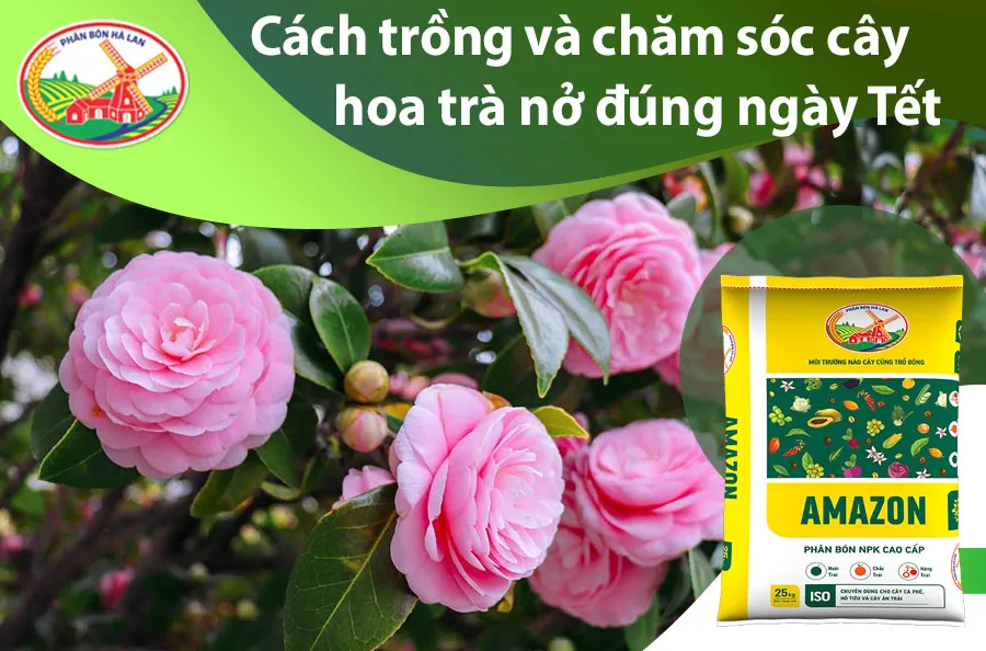 Cây hoa trà nở rộ hoa vào ngày Tết