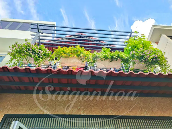 Cây hoa trâm ổi trồng ở ban công chịu nắng tốt